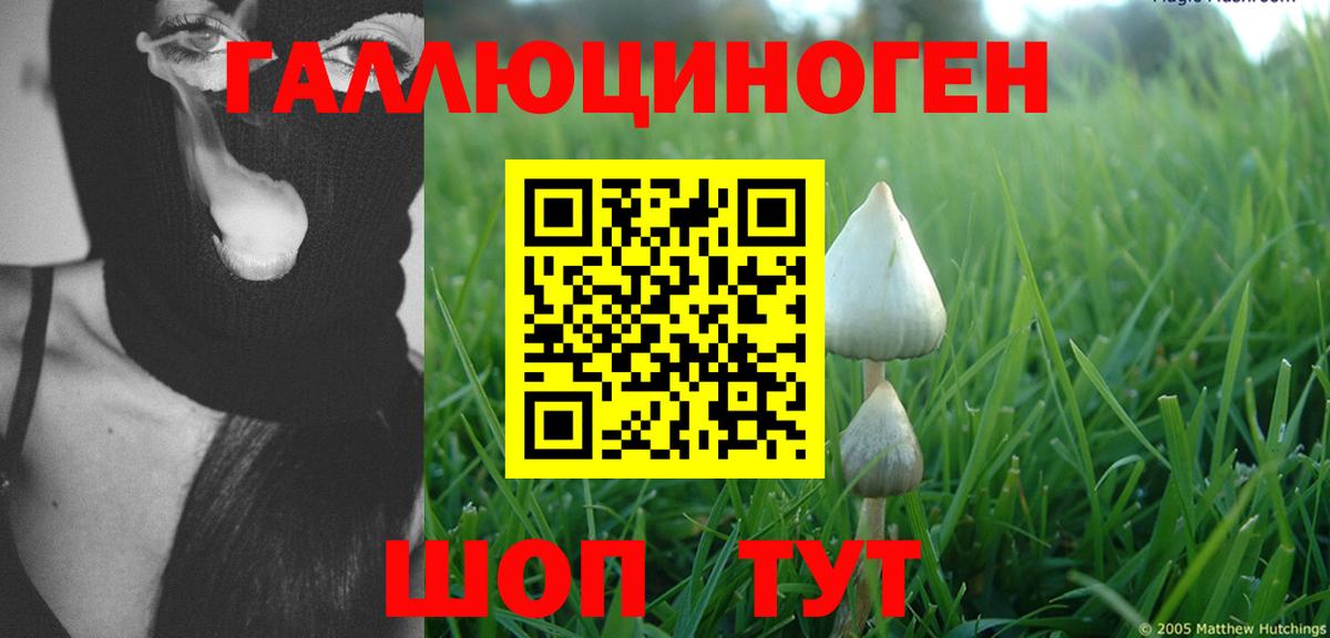 Галлюциногенные грибы Psilocybe Сертолово